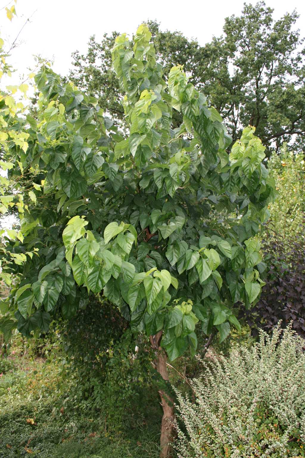 Morwa szerokolistna "Spirata" / Morus latifolia "Spirata"