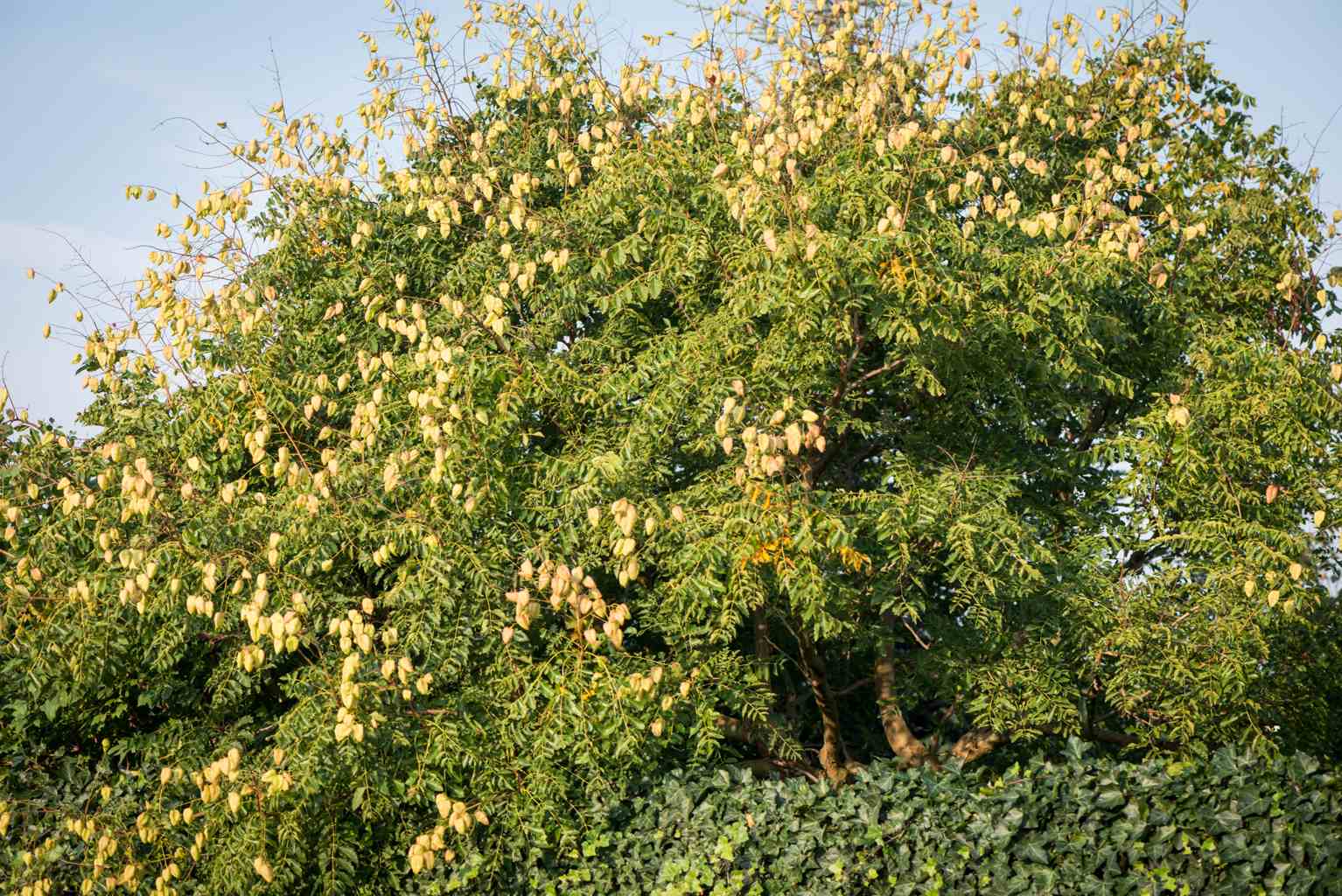 Mydleniec wiechowaty / Koelreuteria paniculata