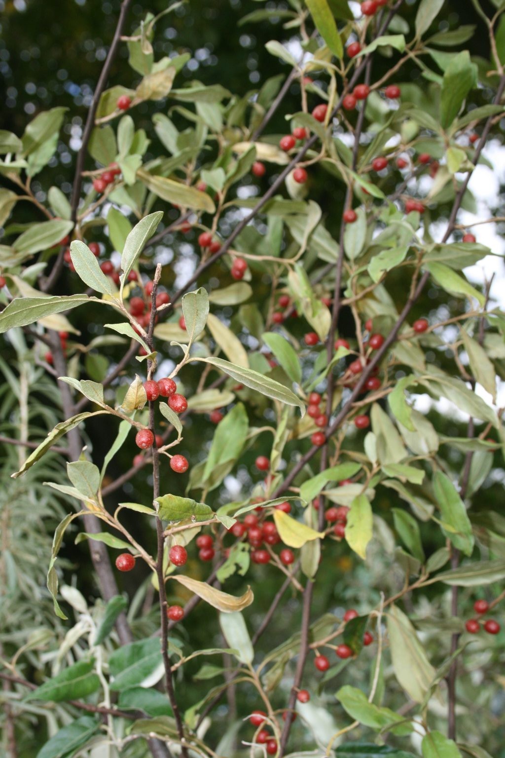 Oliwnik wąskolistny / Elaeagnus angustifolia
