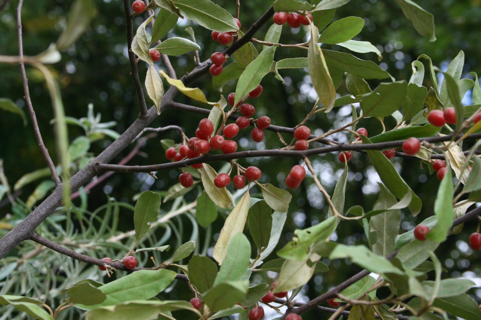Oliwnik wąskolistny / Elaeagnus angustifolia