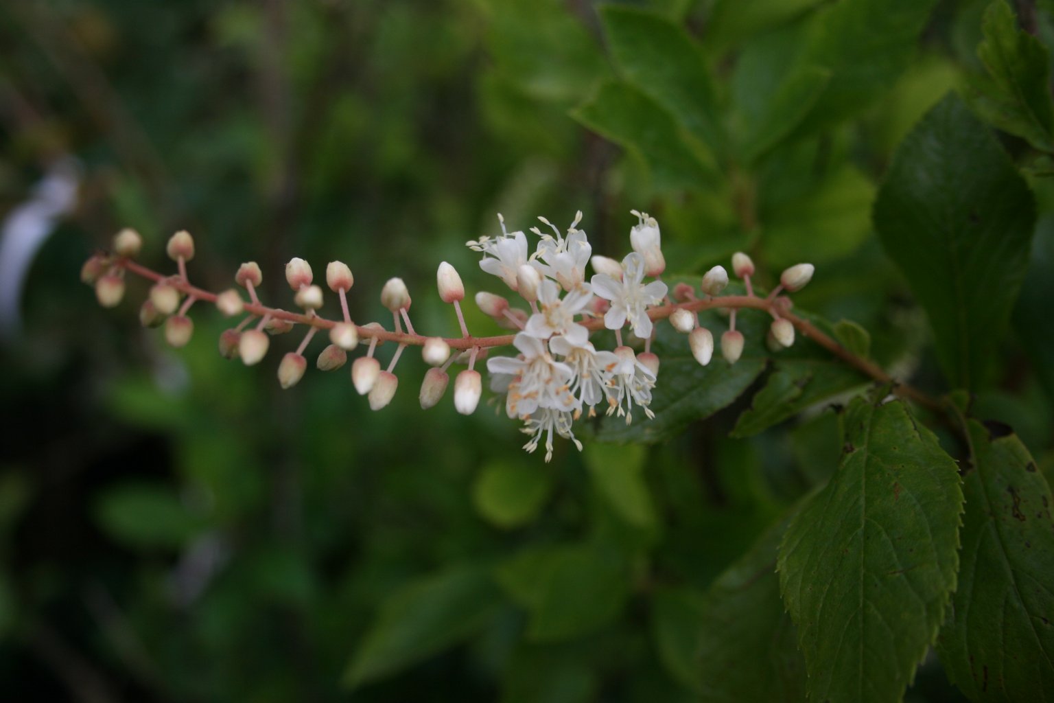 Orszelina olcholistna "Hummingbird" / Clethra alnifolia "Hummingbird"