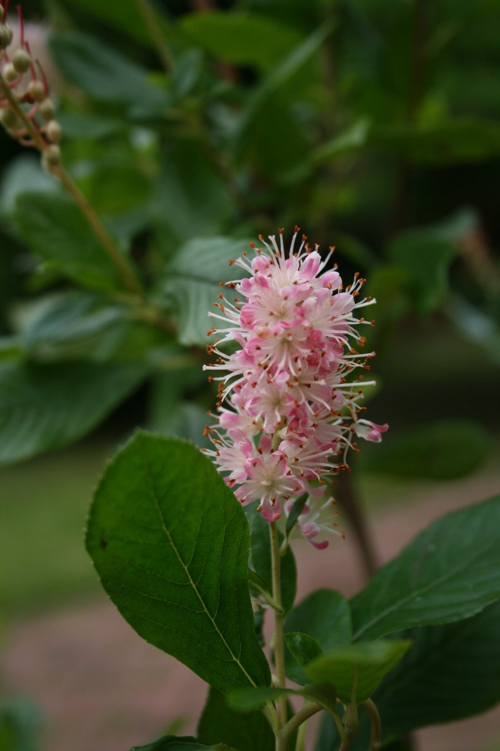 Orszelina olcholistna "Pink Spire" / Clethra alnifolia "Pink Spire"