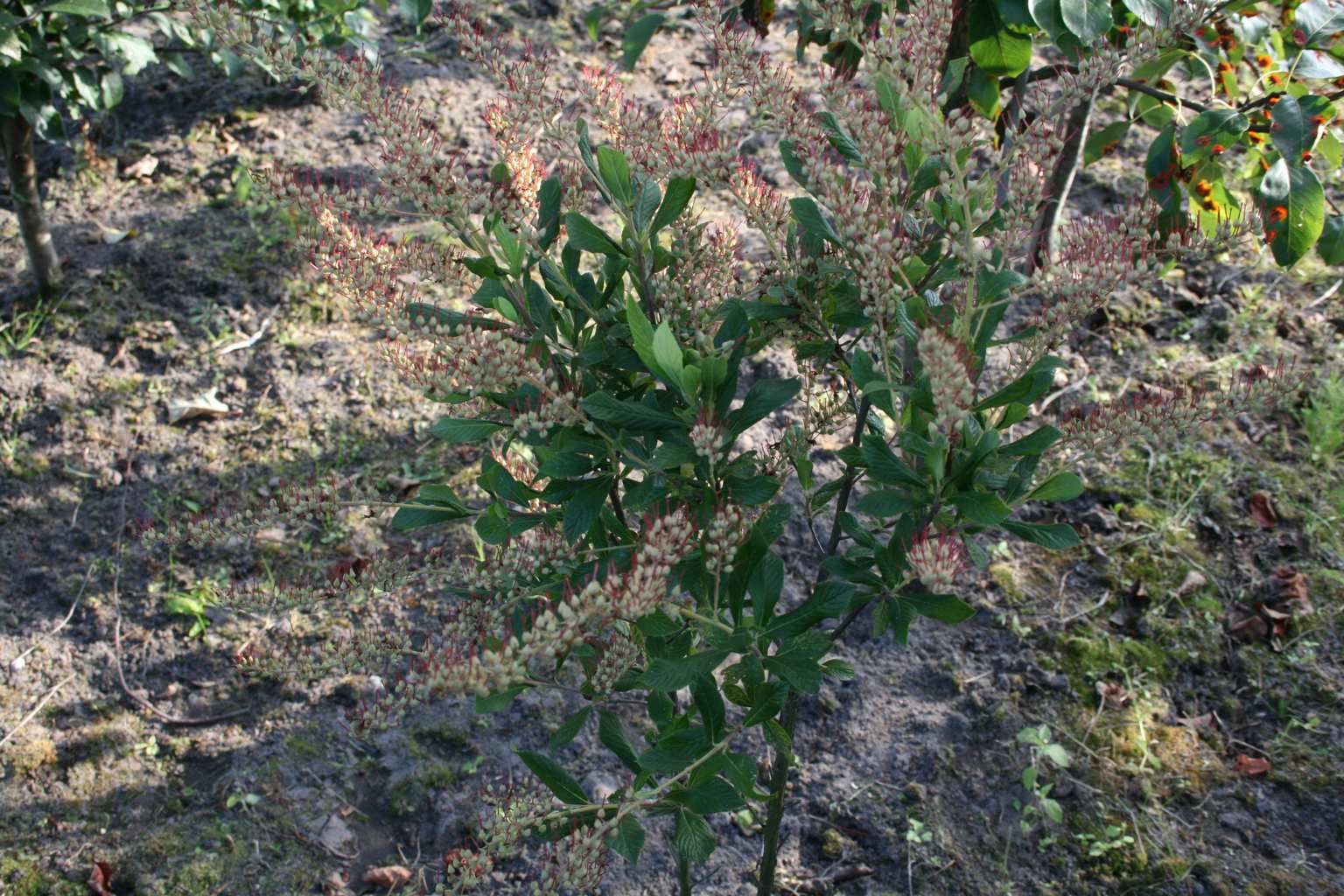 Orszelina olcholistna "Pink Spire" / Clethra alnifolia "Pink Spire"