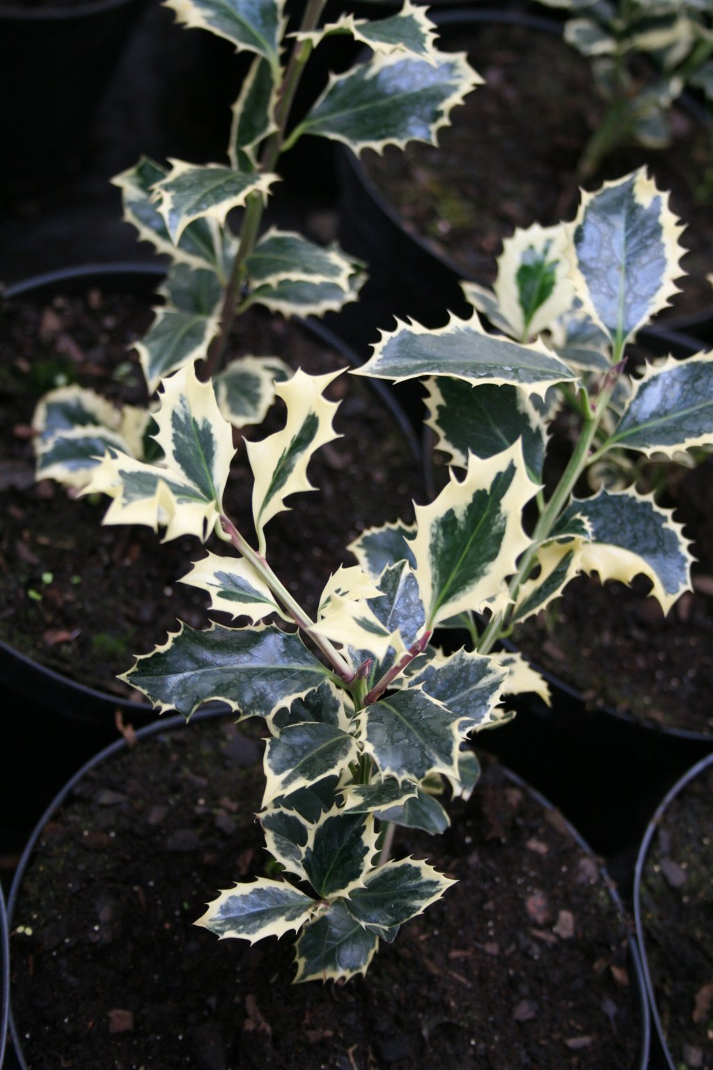 Ostrokrzew kolczasty "Argentea Marginata" / Ilex aquifolium "Argentea Marginata"