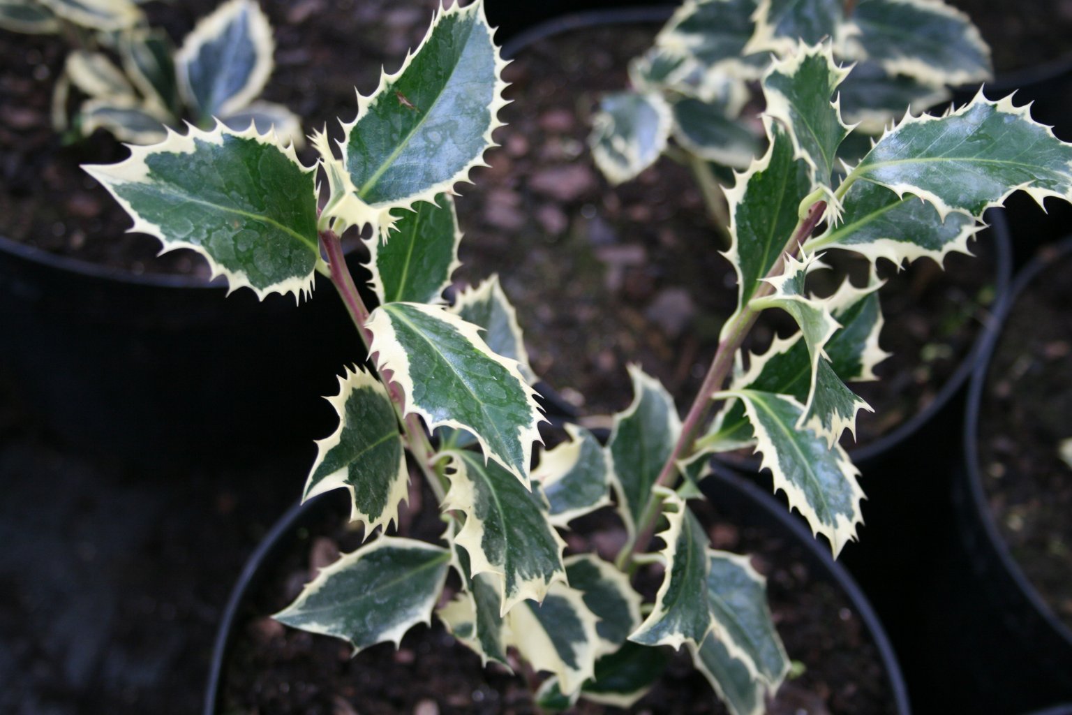 Ostrokrzew kolczasty "Argentea Marginata" / Ilex aquifolium "Argentea Marginata"