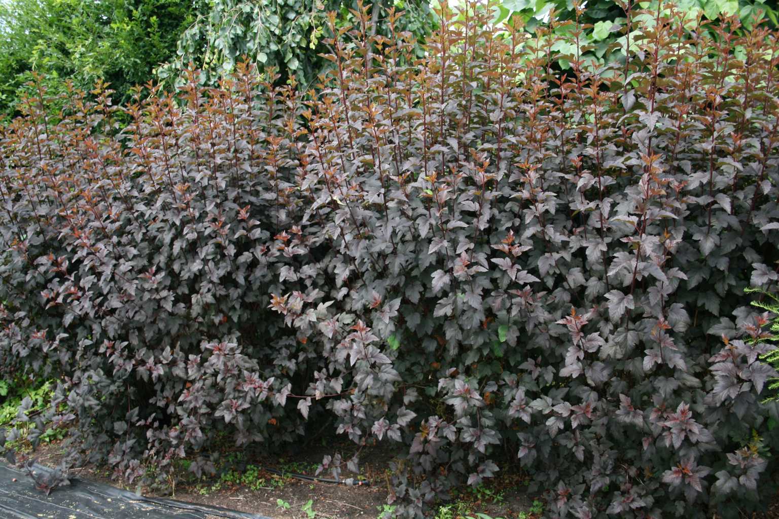 Pęcherznica kalinolistna czerwonolistna / Physocarpus opulifolius