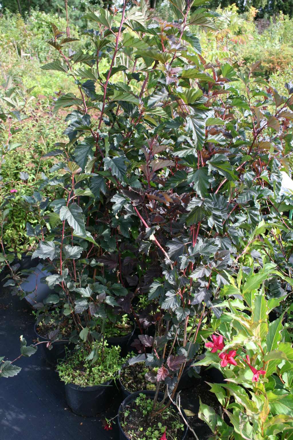 Pęcherznica kalinolistna  "Red Baron" / Physocarpus opulifolius "Red Baron"