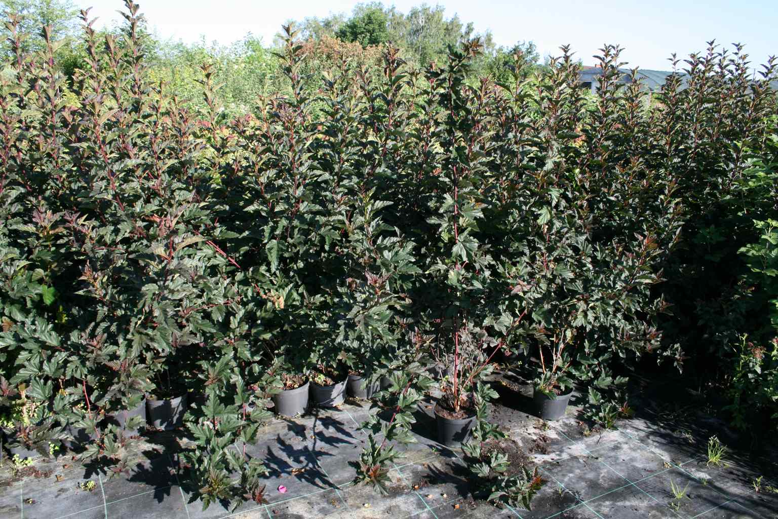 Pęcherznica kalinolistna  "Red Baron" / Physocarpus opulifolius "Red Baron"