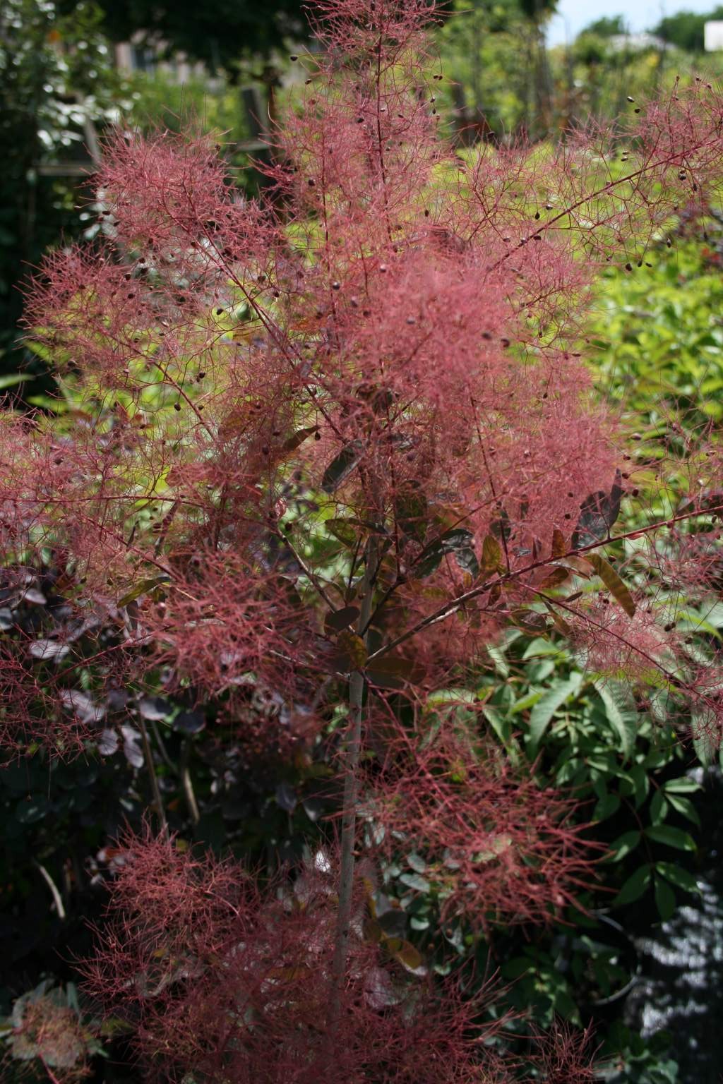 Perukowiec podolski "Young Lady" / Cotinus coggygria "Young Lady"
