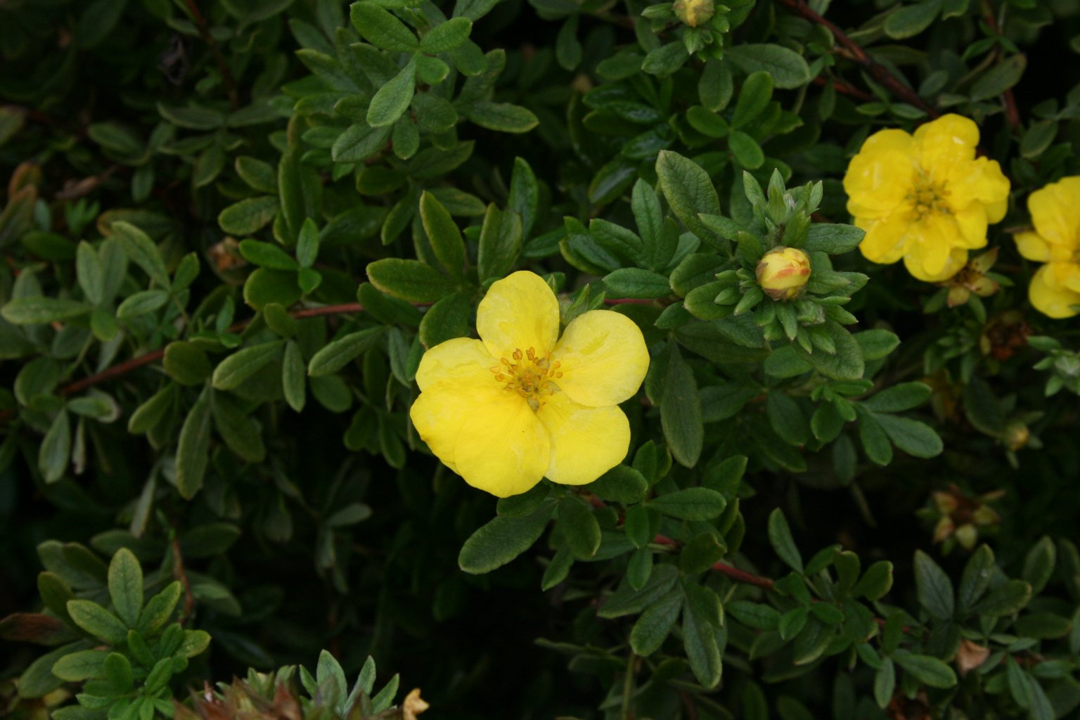 Pięciornik krzewiasty "Yellowbird" / Potentilla fruticosa "Yellowbird"