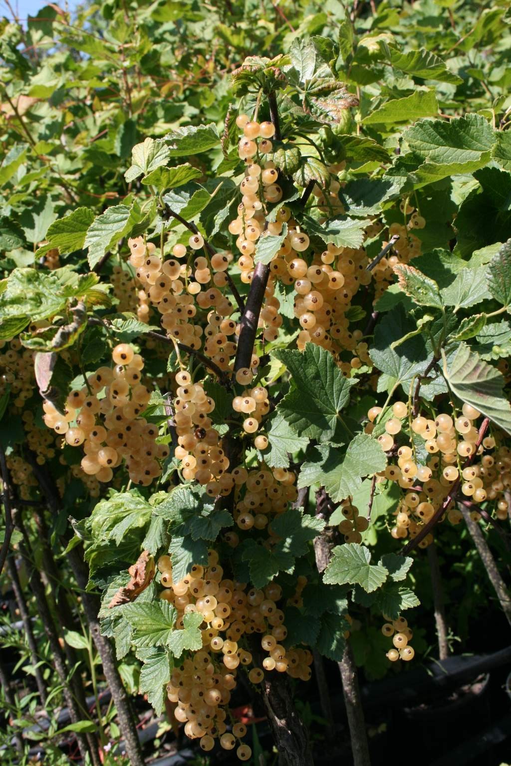 Porzeczka biała "Blanka" / Ribes rubrum "Blanka"