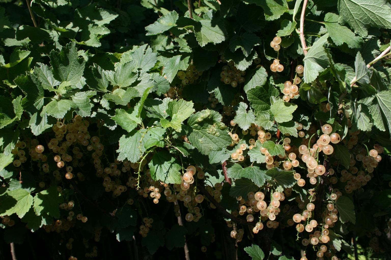 Porzeczka biała "Weisse Versailler"  / Ribes rubrum "Weisse Versailler" 
