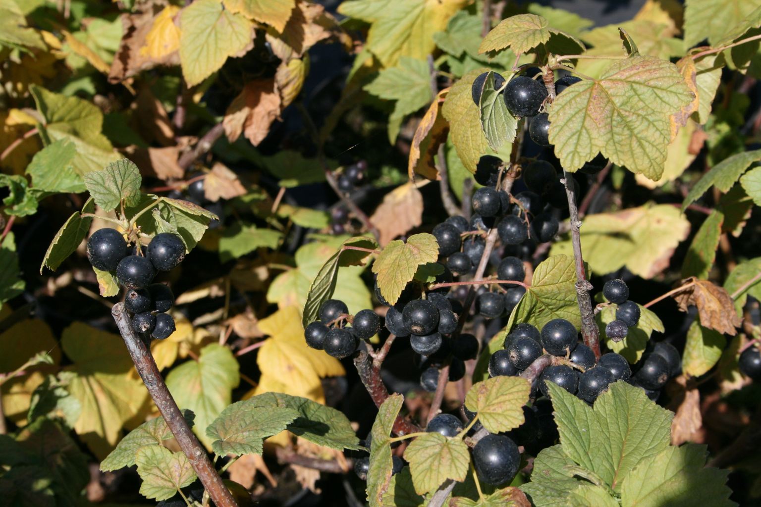 Porzeczka czarna "Bona" / Ribes nigrum "Bona"