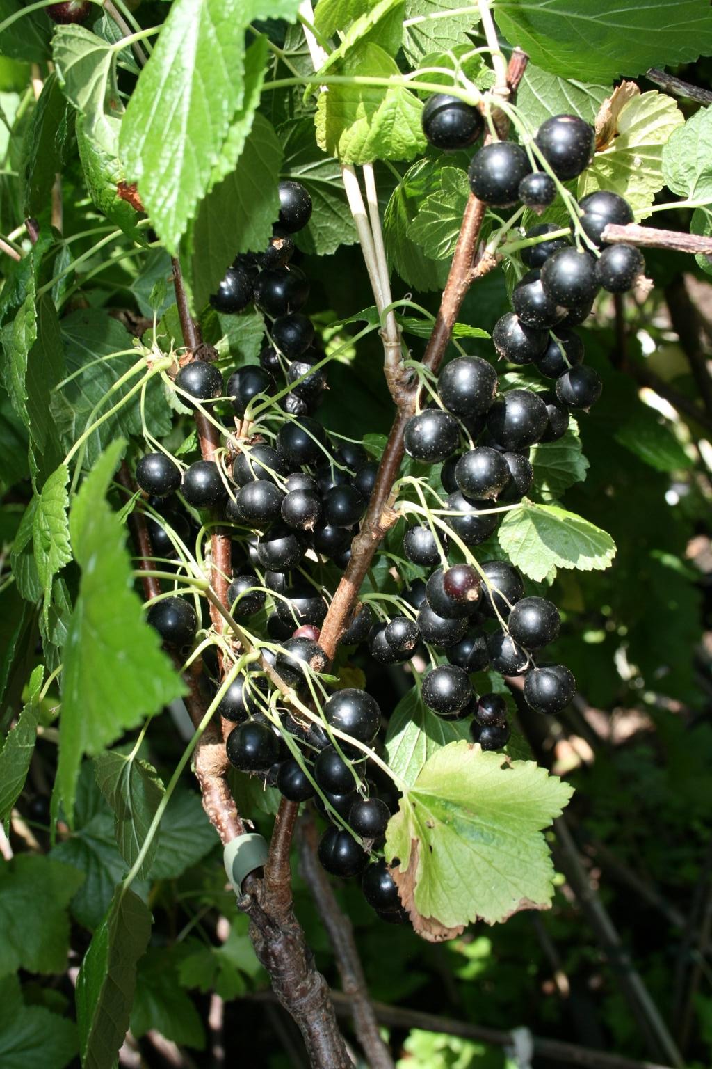 Porzeczka czarna "Fertodi" / Ribes nigrum "Fertodi"