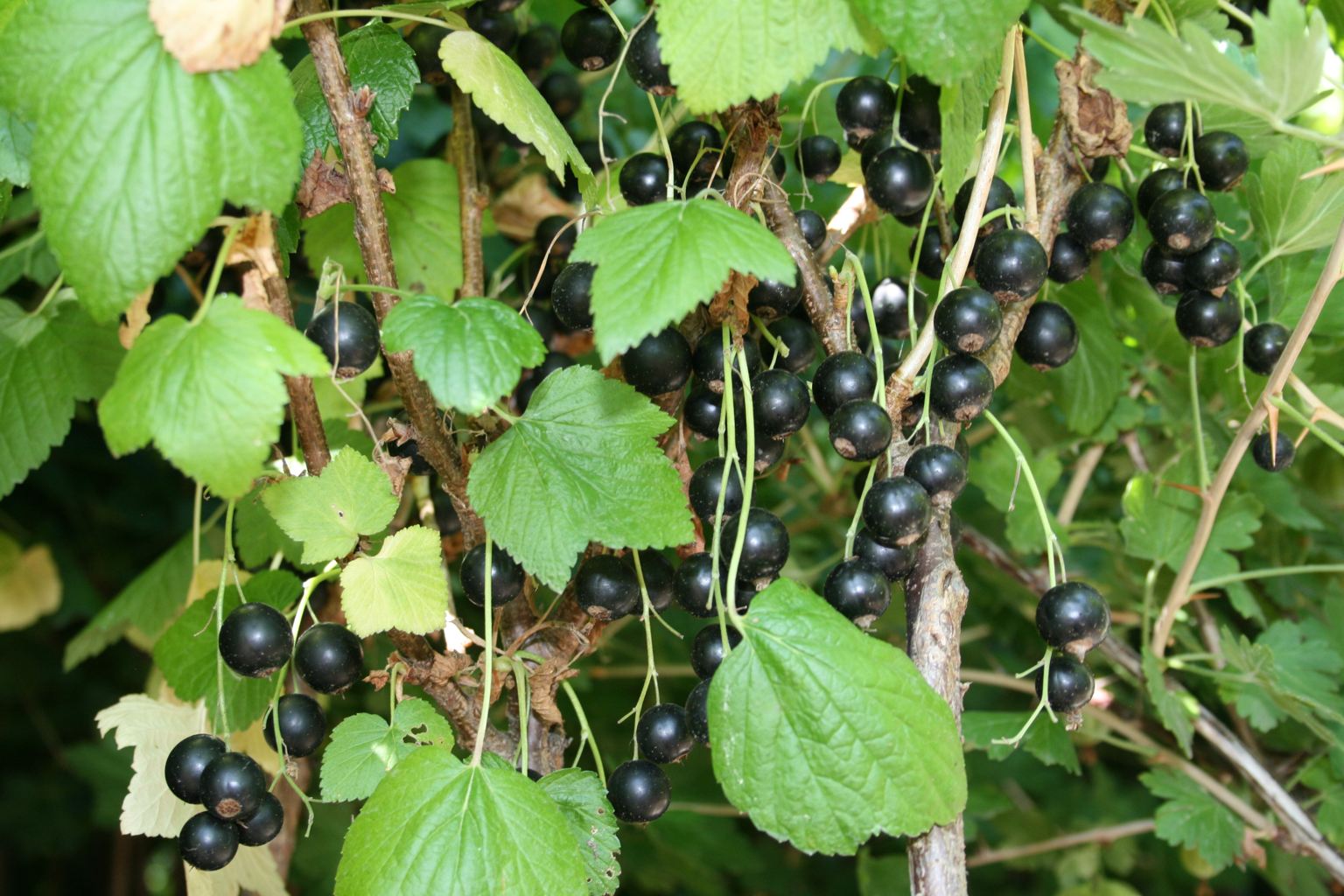 Porzeczka czarna "Silvergieters" / Ribes nigrum "Silvergieters"