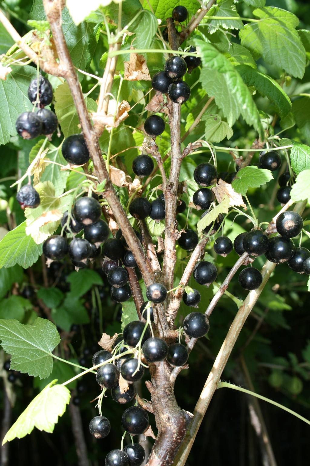 Porzeczka czarna "Silvergieters" / Ribes nigrum "Silvergieters"