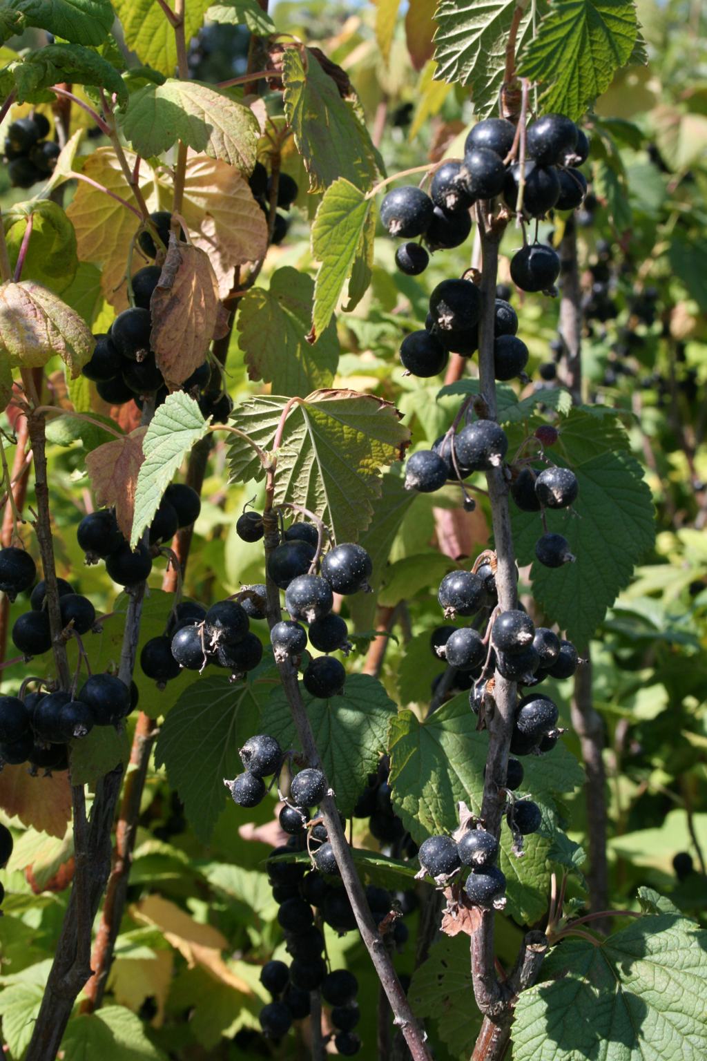 Porzeczka czarna "Tisel" / Ribes nigrum "Tisel"