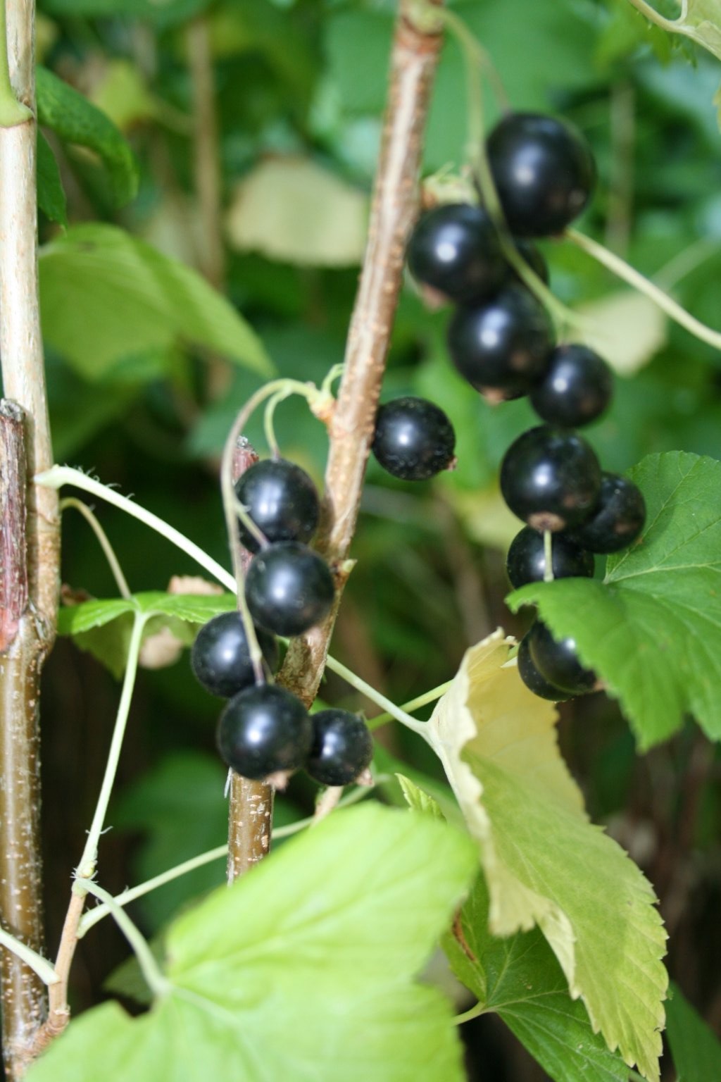 Porzeczka czarna "Titania" / Ribes nigrum "Titania"