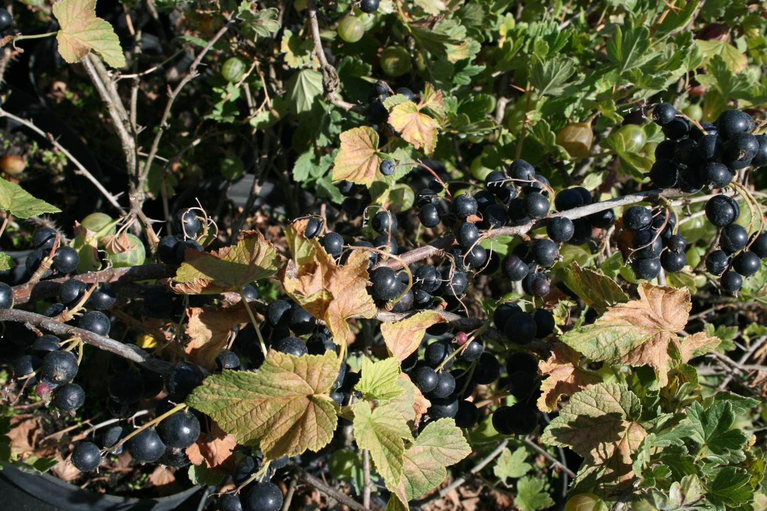 Porzeczka czarna "Titania" / Ribes nigrum "Titania"