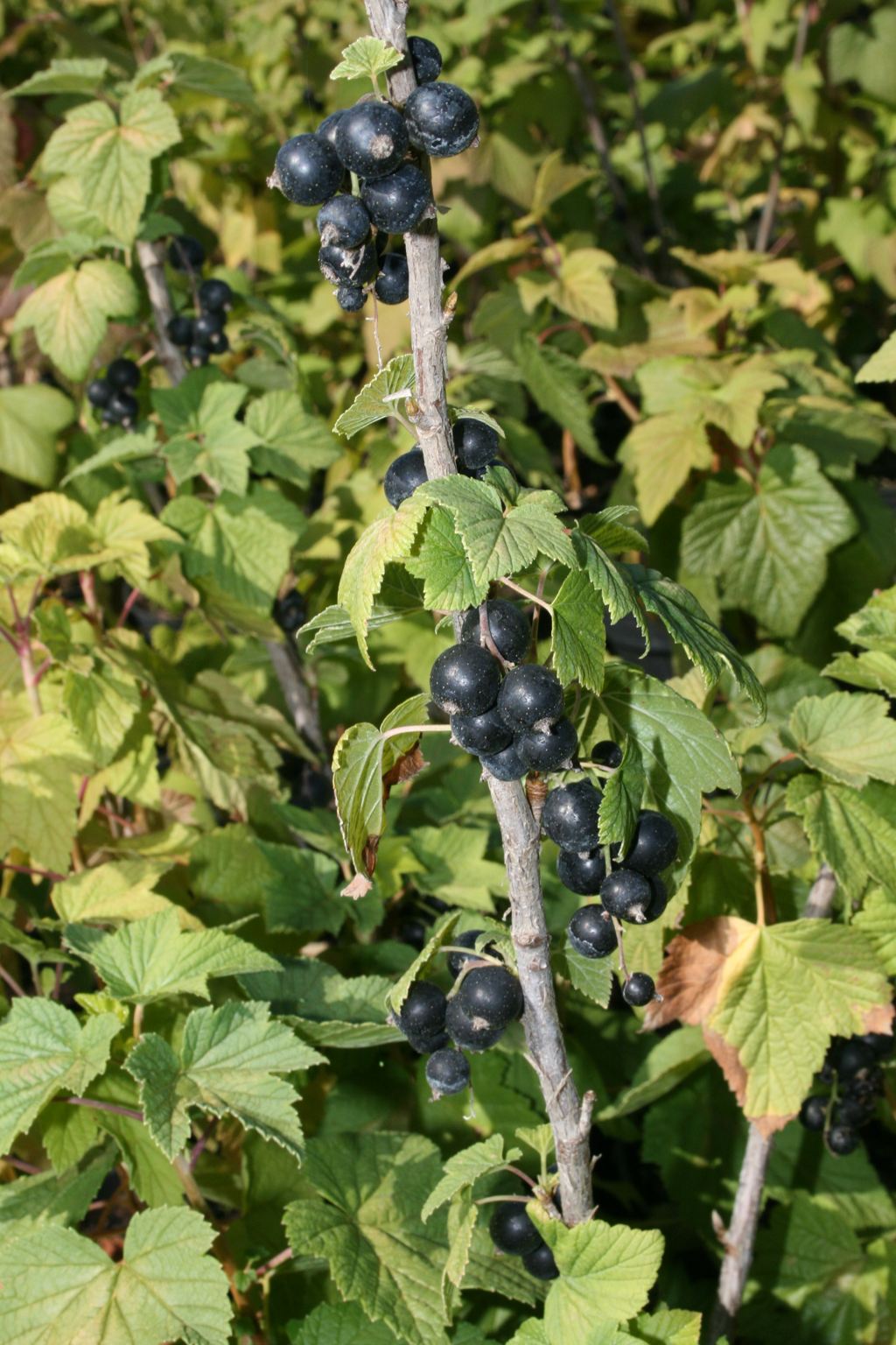 Porzeczka czarna "Wernisaż" Np / Ribes nigrum "Wernisaż"