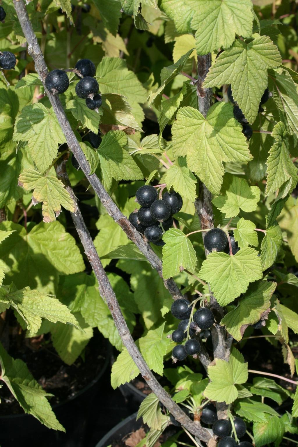 Porzeczka czarna "Wernisaż" Np / Ribes nigrum "Wernisaż"
