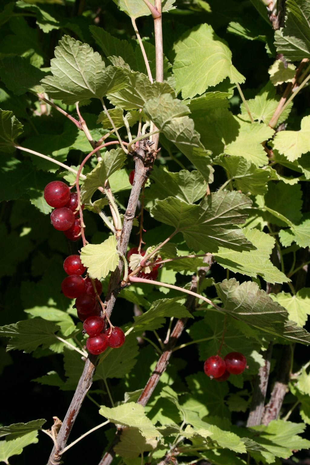 Porzeczka czerwona "Detvan" / Ribes sylvestre "Detvan"