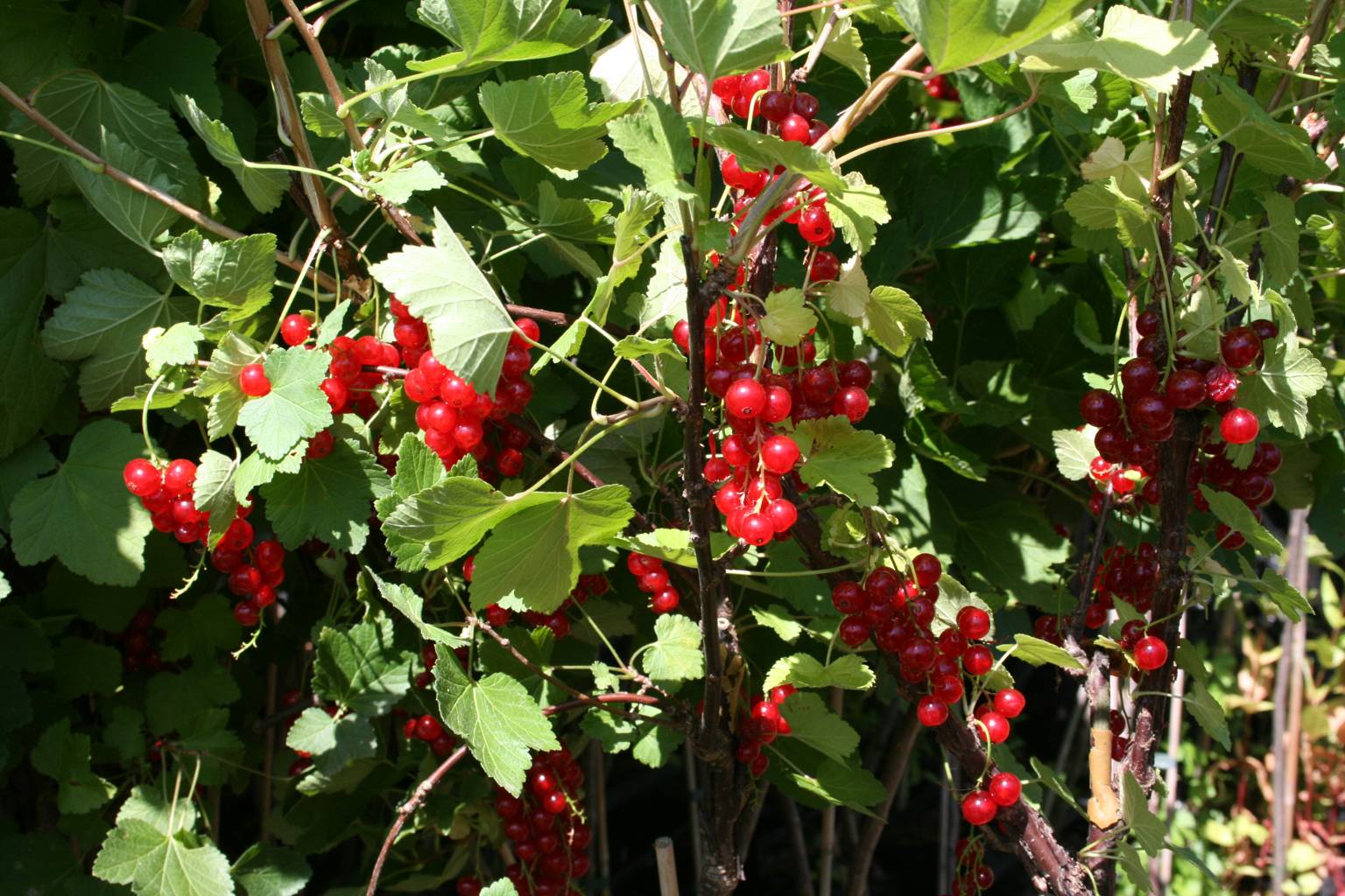 Porzeczka czerwona "Rolan' / Ribes sylvestre "Rolan"
