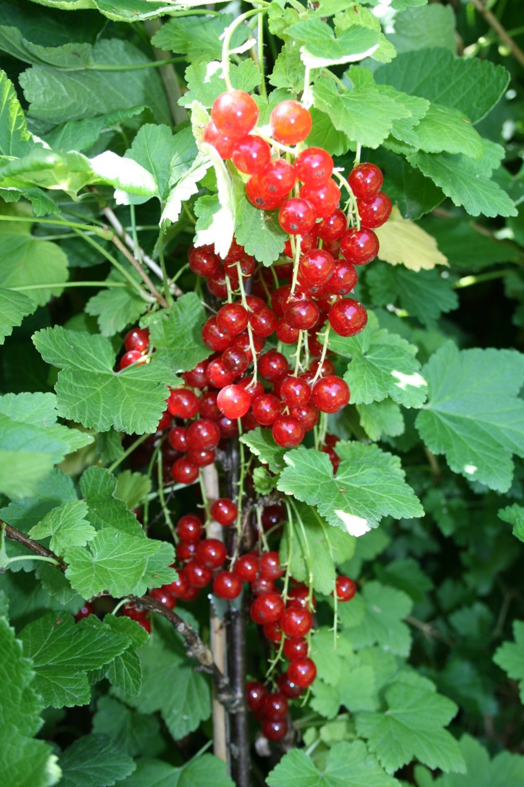 Porzeczka czerwona "Rondom" / Ribes sylvestre "Rondom"