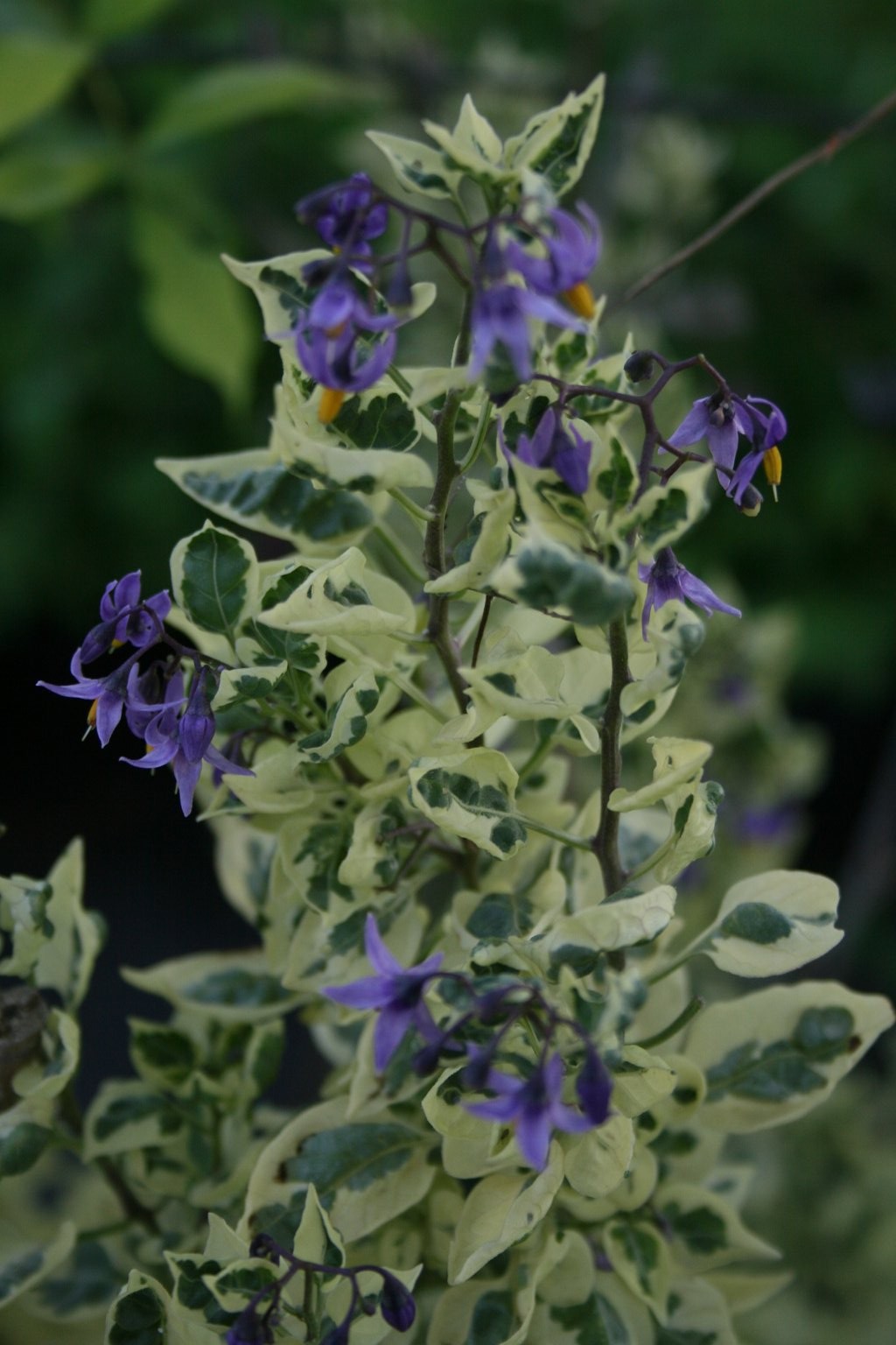 Psianka słodkogórz "Variegatum" / Solanum dulcamara "Variegatum"