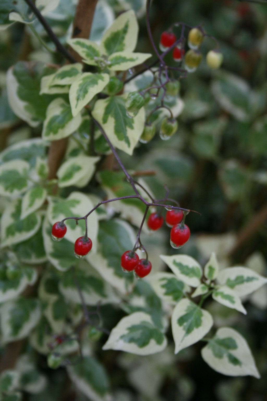 Psianka słodkogórz "Variegatum" / Solanum dulcamara "Variegatum"