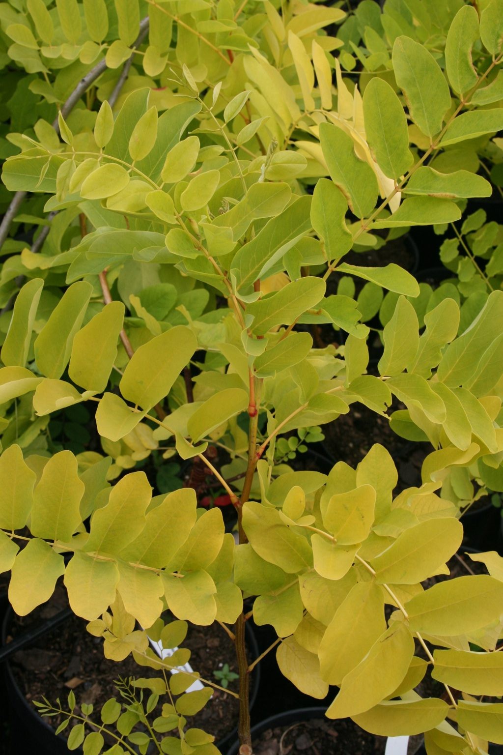 Robinia akacjowa "Aurea" / Robinia pseudoacacia "Aurea"