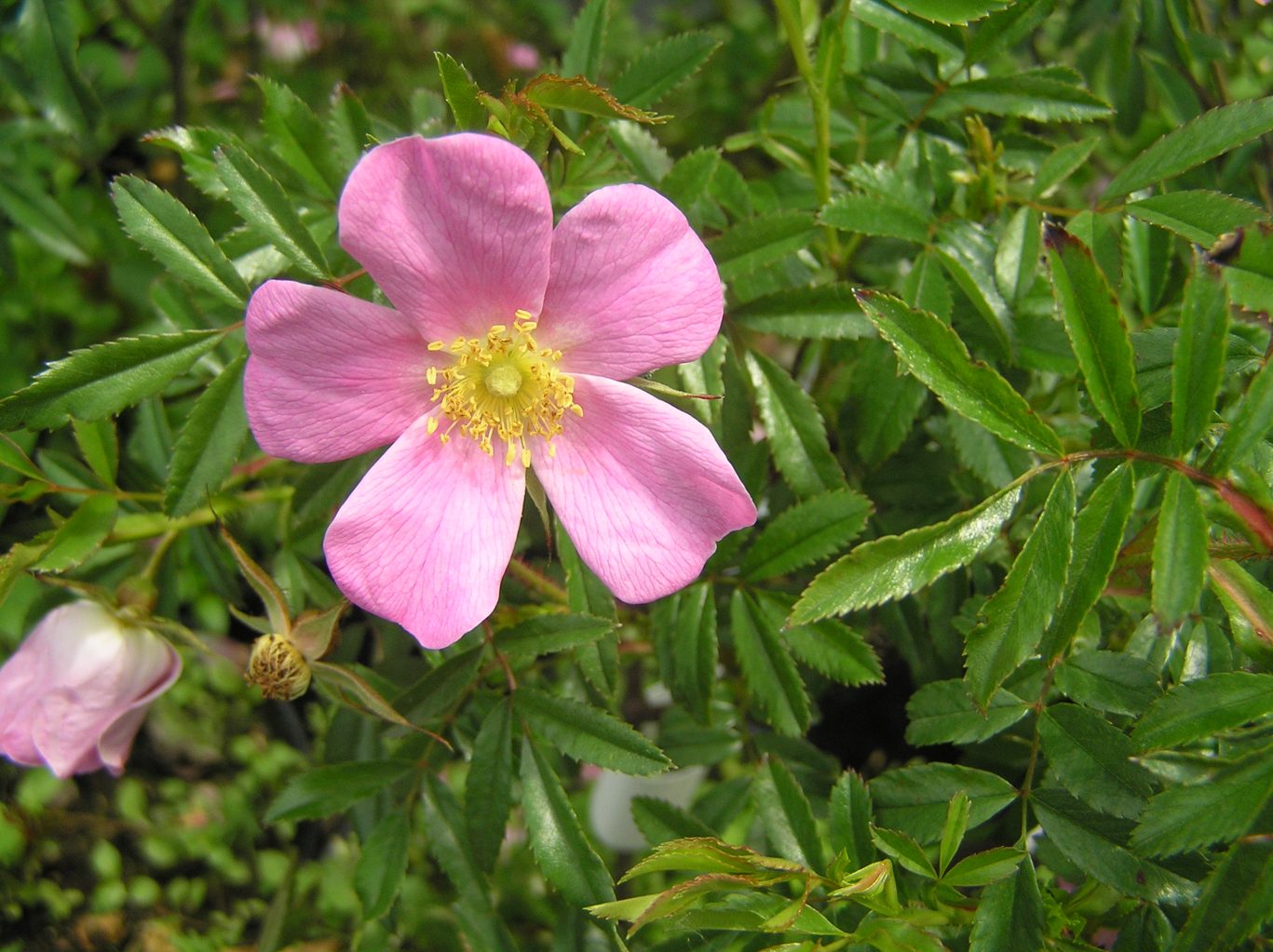 Róża błyszcząca / Rosa nitida