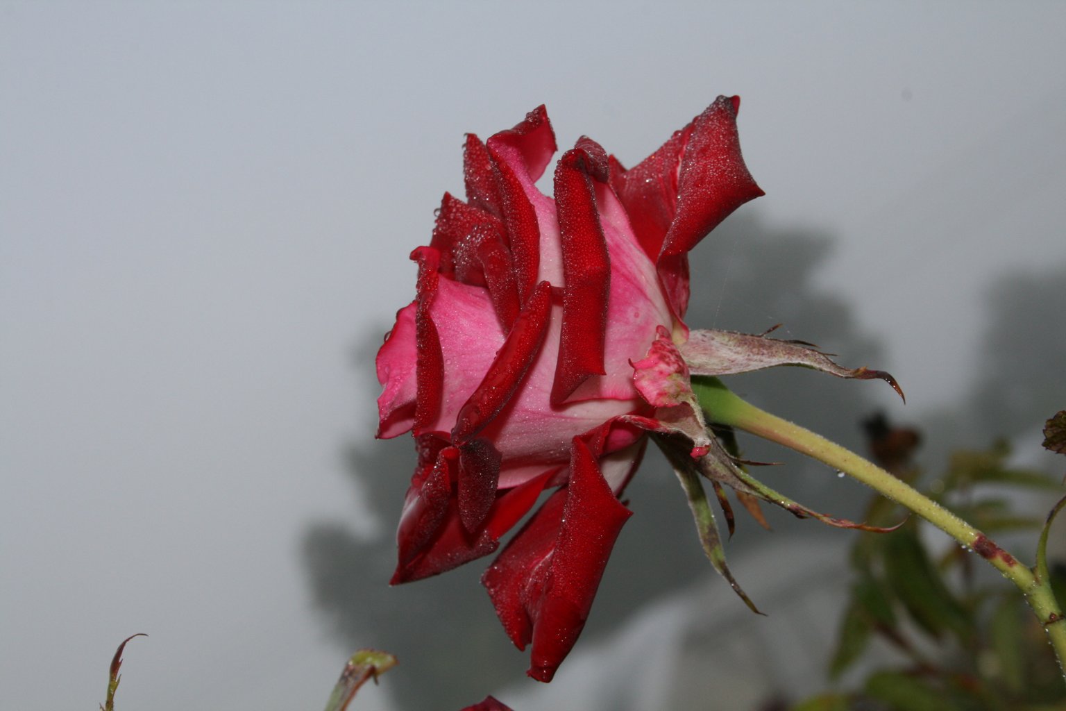 Róża mix / Rosa mix