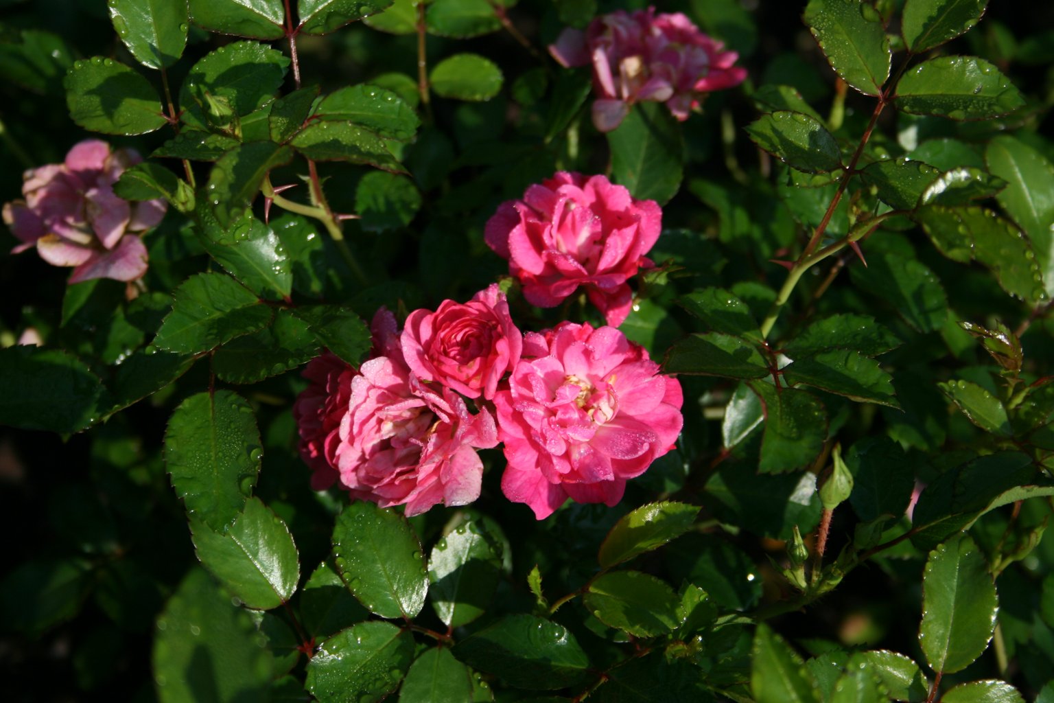 Róża okrywowa "Pink Fairy" / Rosa rugotida polyantha "Pink Fairy"
