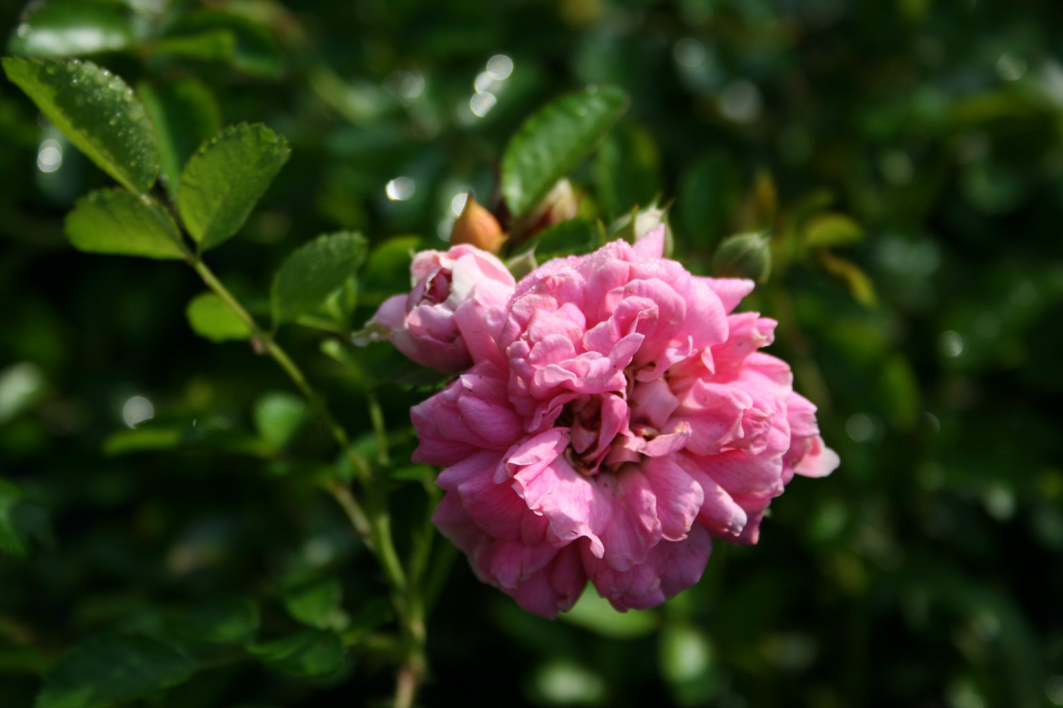 Róża  okrywowa wielokwiatowa ''The Fairy'' cie róż / Rosa rugotida polyantha "The Fairy"