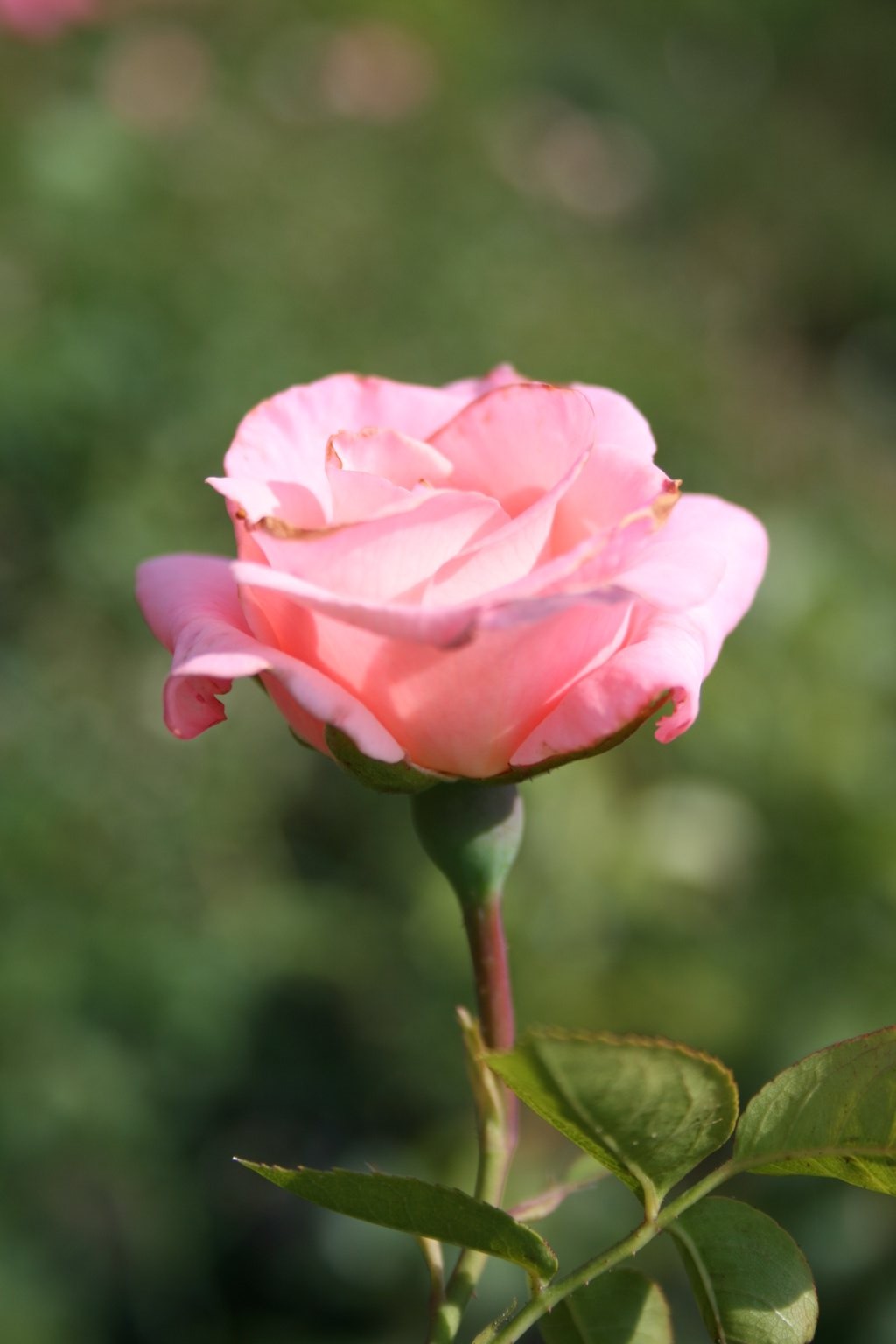 Róża pnąca różowa / Rosa pnąca różowa