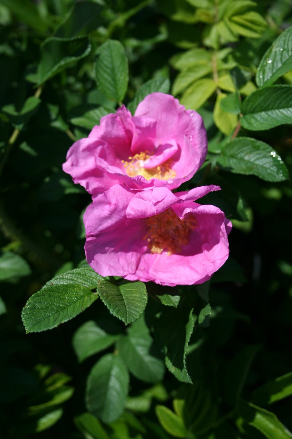 Róża pomarszczona "Moje Hammarberg" / Rosa rugosa "Moje Hammarberg"
