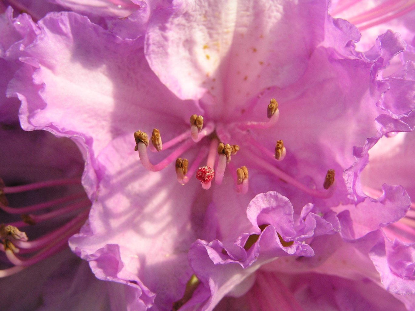 Różanecznik "Alfred" / Rhododendron "Alfred"