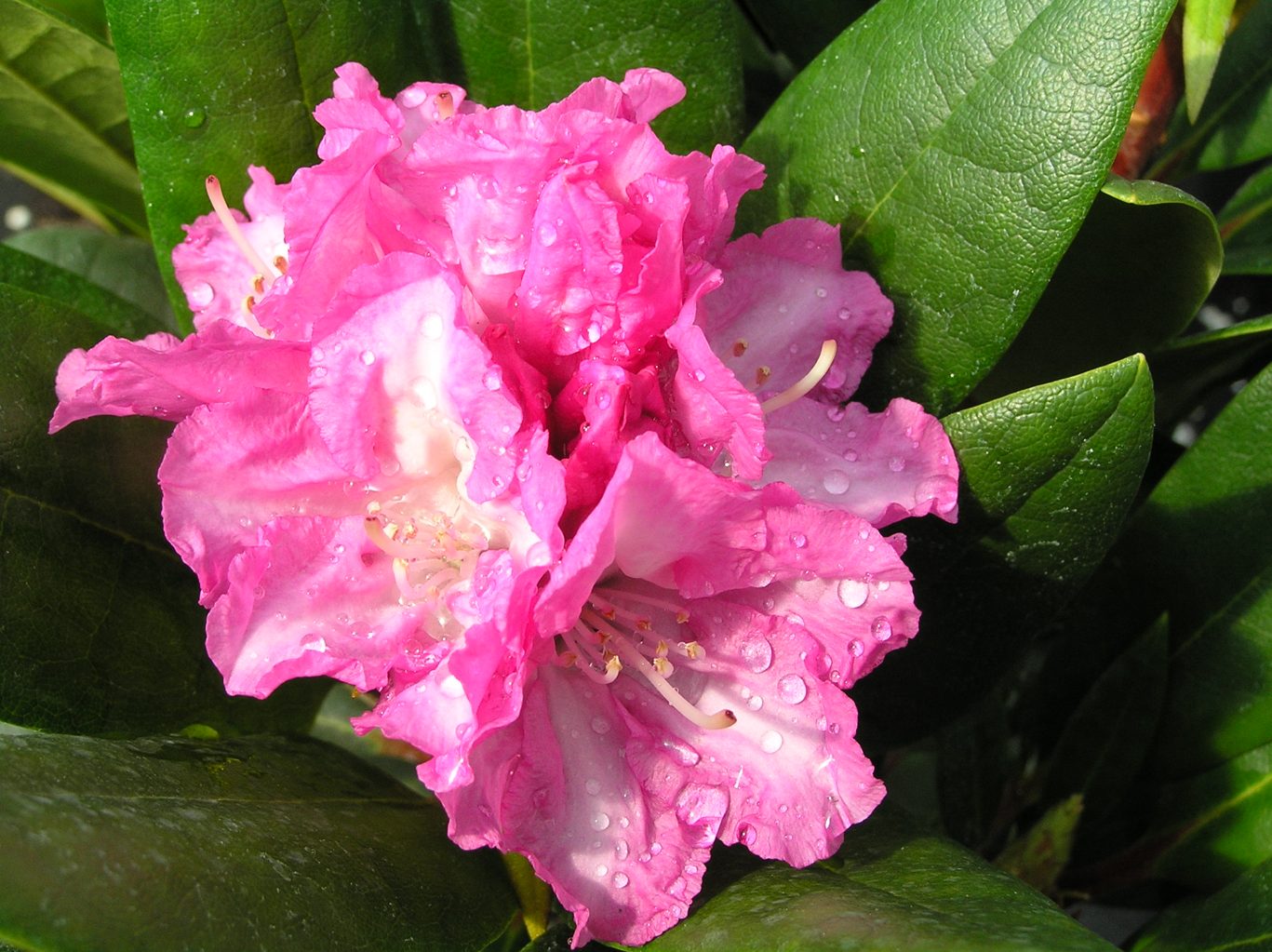 Różanecznik "Blurettia" / Rhododendron "Blurettia"