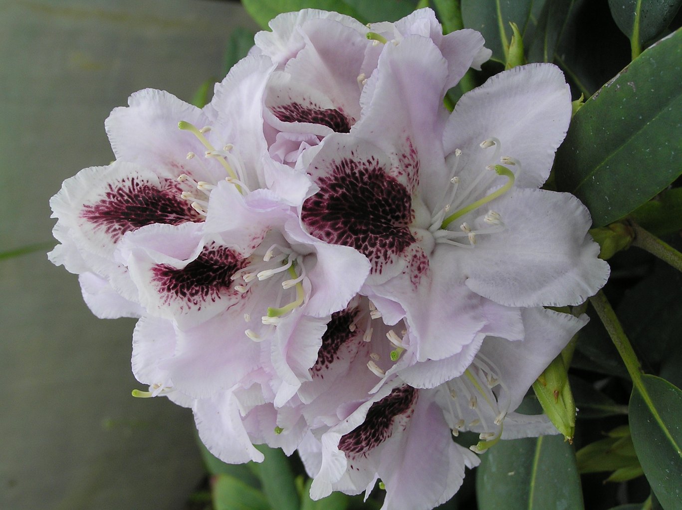 Różanecznik "Calsap" / Rhododendron "Calsap"