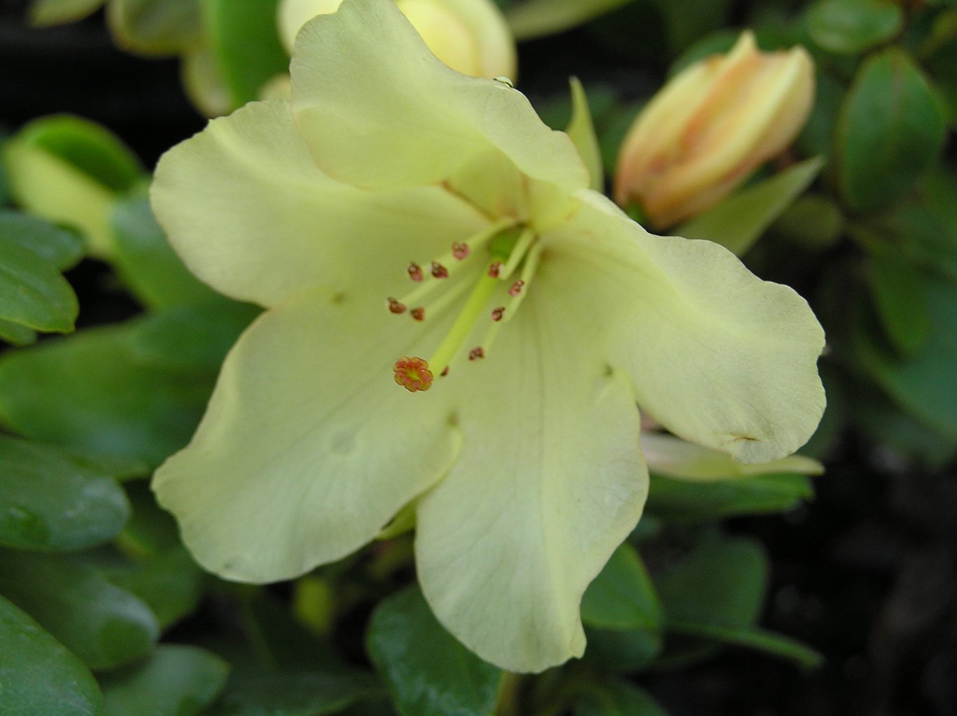 Różanecznik "Goldbukett" / Rhododendron "Goldbukett"