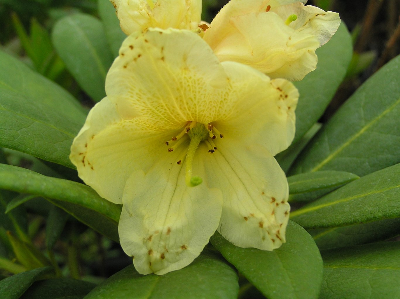 Różanecznik "Karibia" / Rhododendron "Karibia"