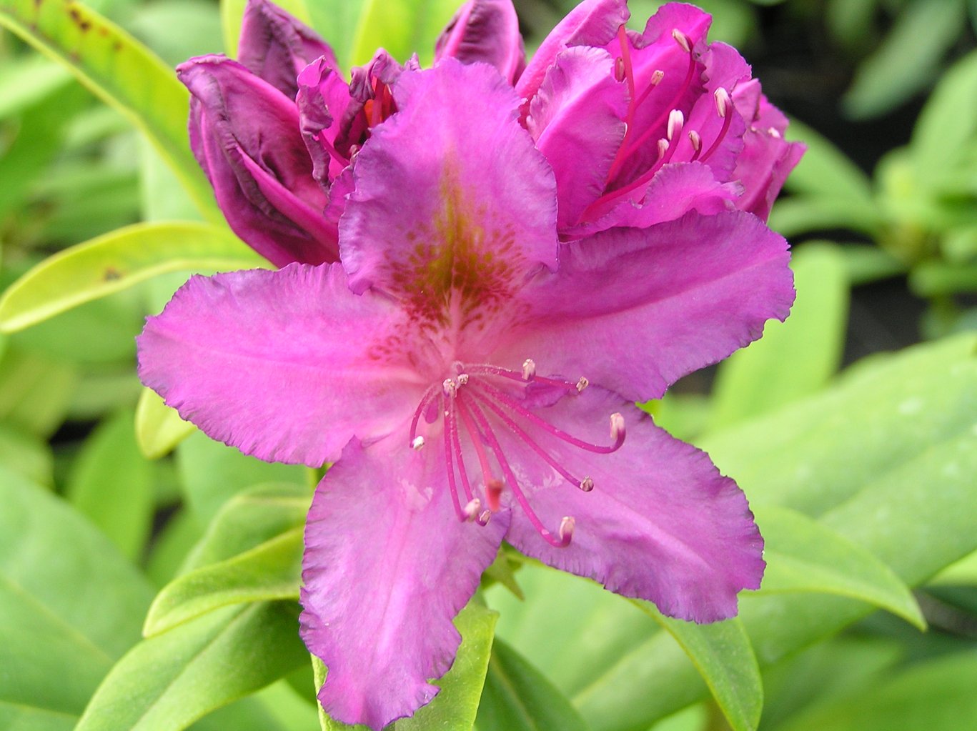 Różanecznik "Libretto" / Rhododendron "Libretto"