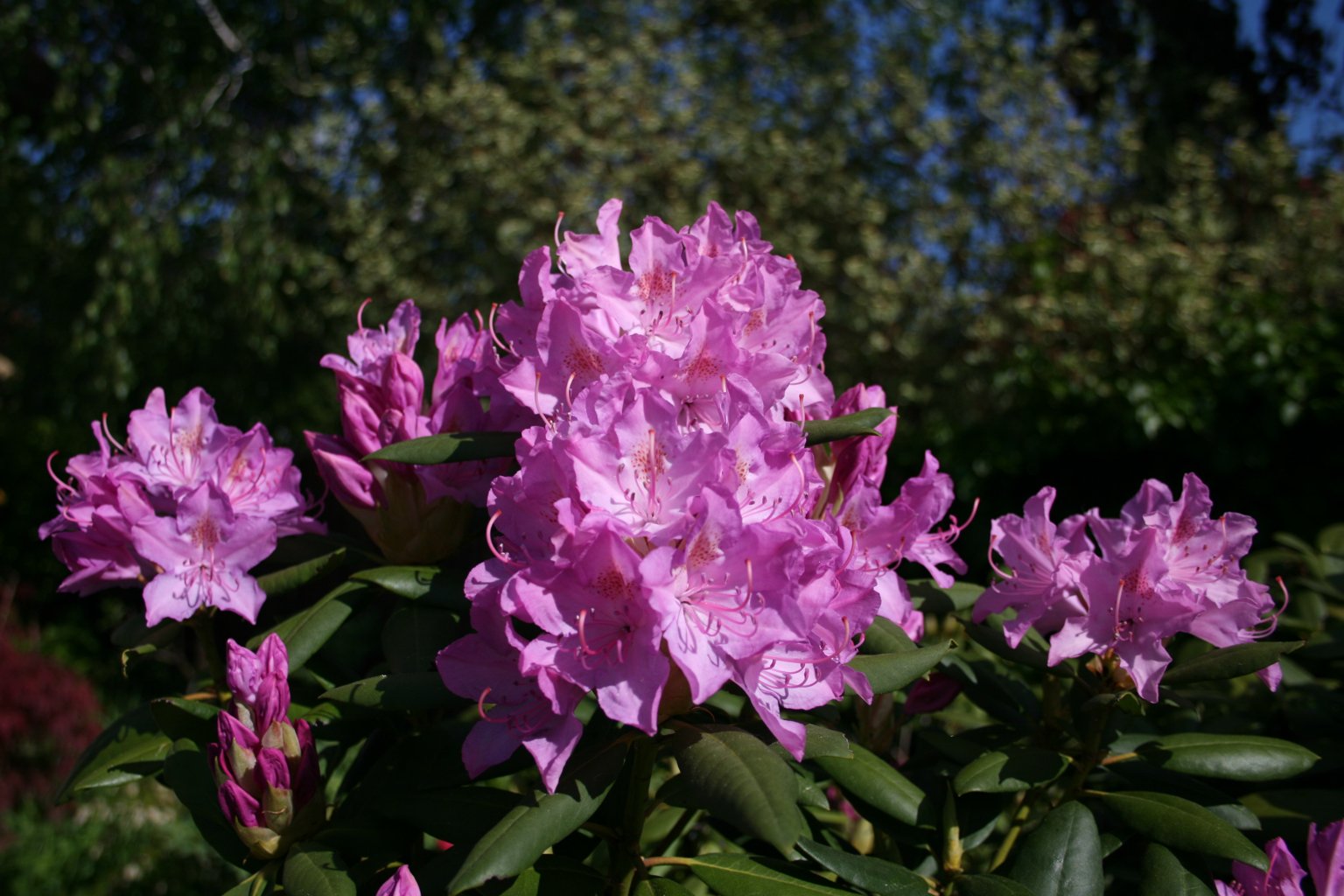 Różanecznik "Roseum Elegans" / Rhododendron "Roseum Elegans"