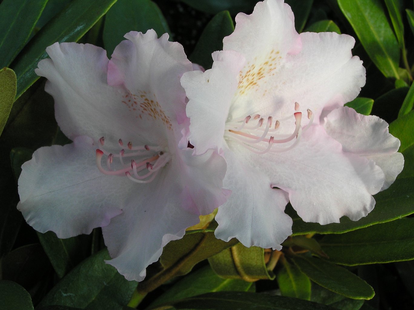 Różanecznik "Silberwolke" / Rhododendron "Silberwolke"