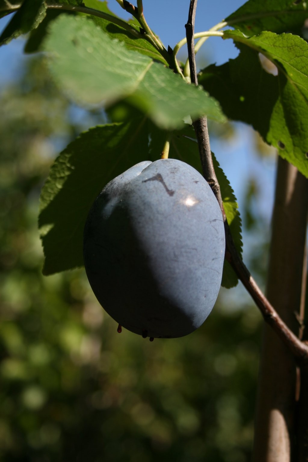 Śliwa domowa "Amers" / Prunus domestica "Amers"