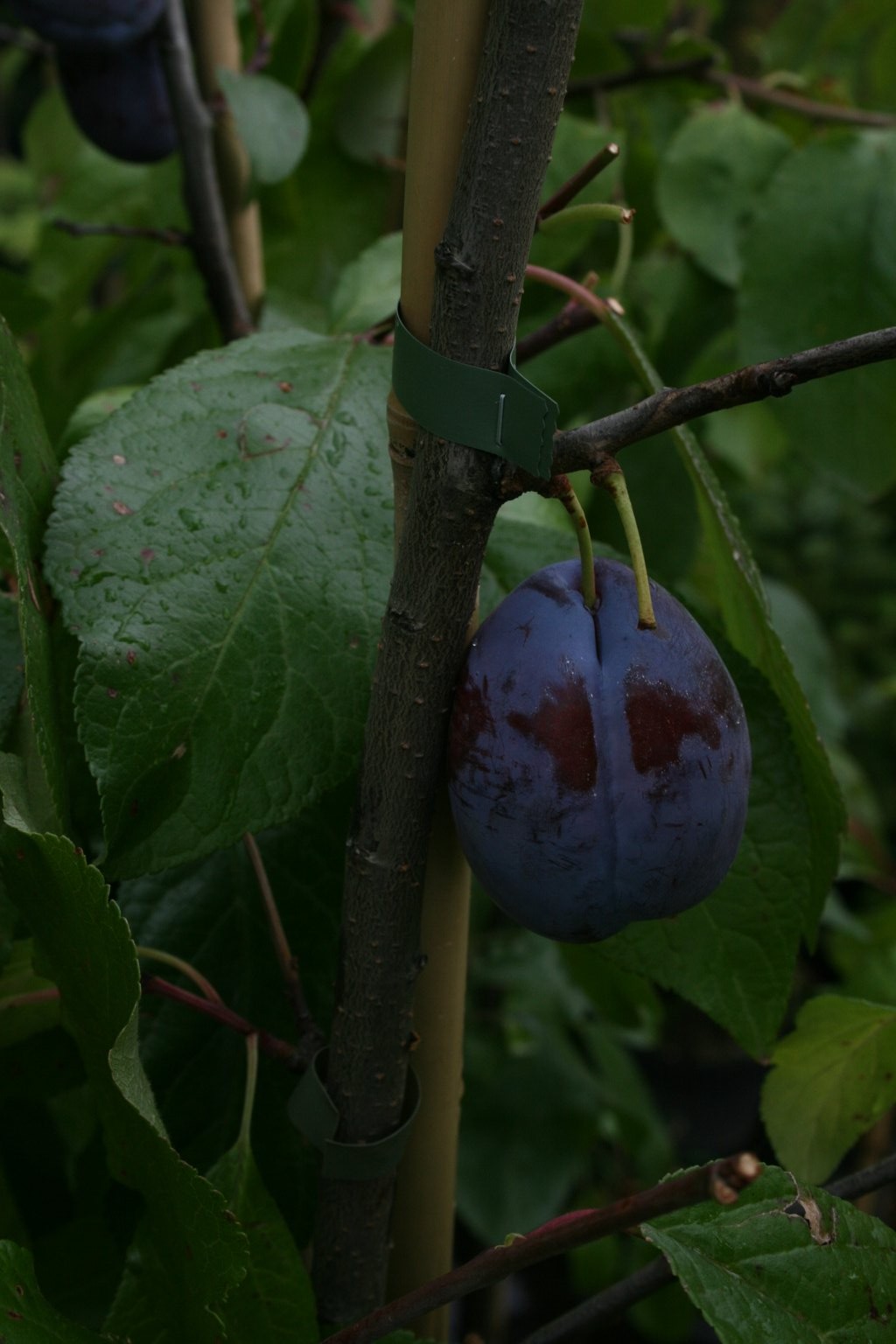 Śliwa domowa "Bluefre" / Prunus domestica "Bluefre"