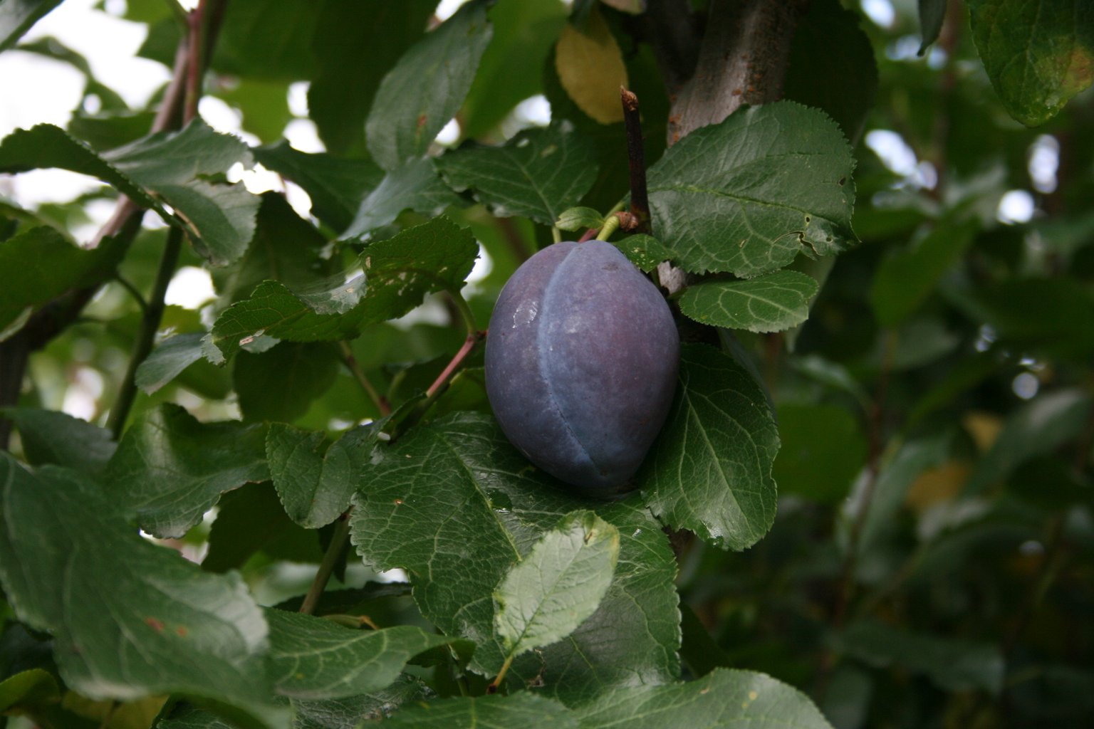 Śliwa domowa "Haganta" / Prunus domestica "Haganta"