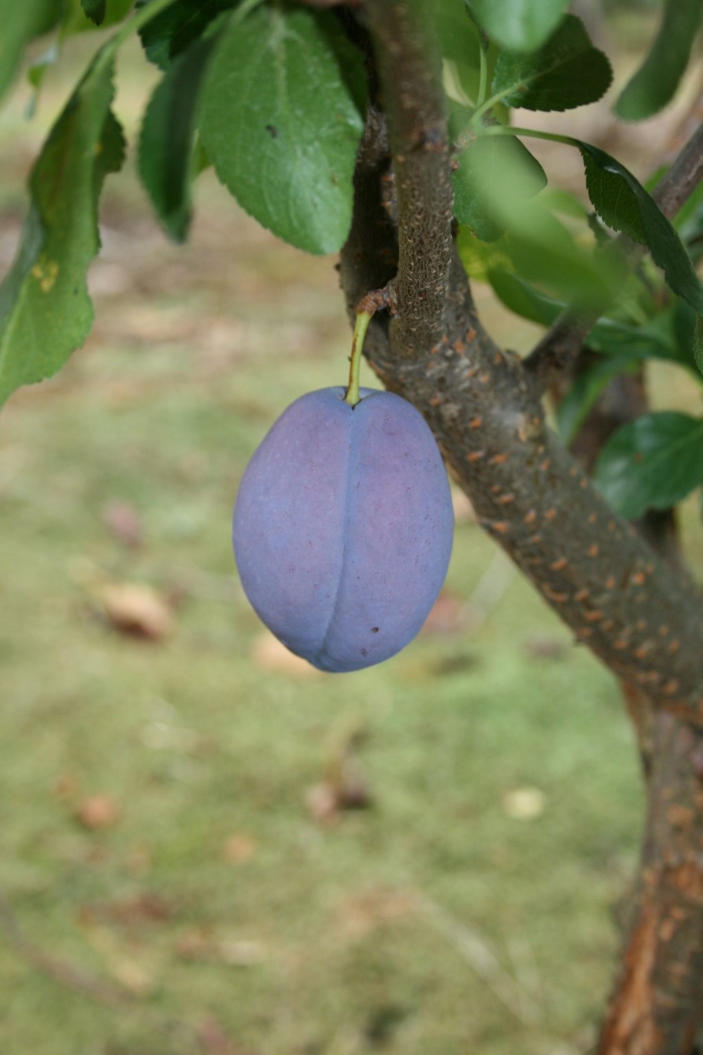Śliwa domowa "Opal" ISK Węg. Wang. / Prunus domestica "Opal" ISK