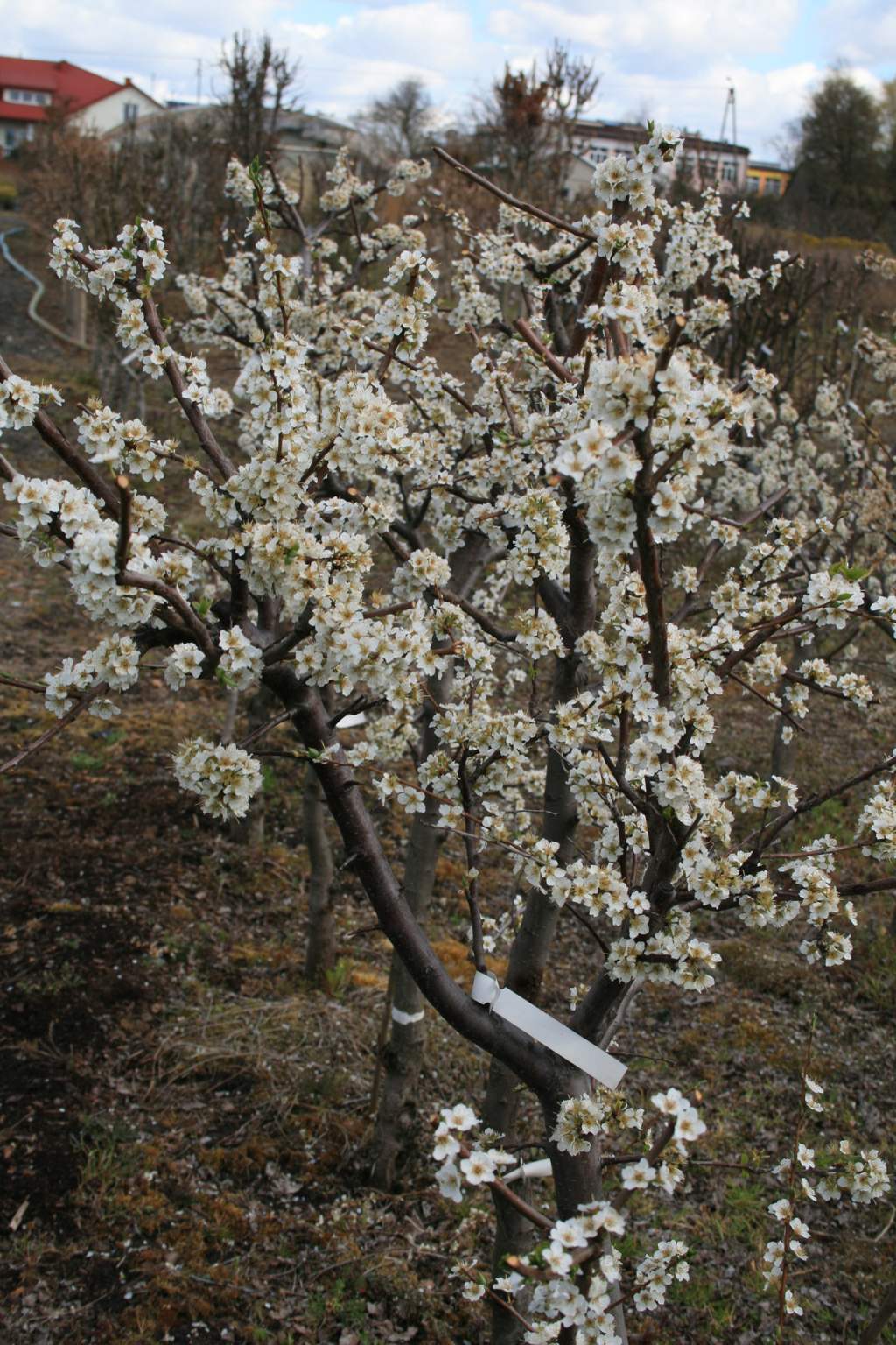 Śliwa japońska"Kometa" / Prunus salicina "Kometa"